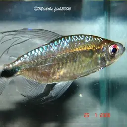 Blue Diamond Characin