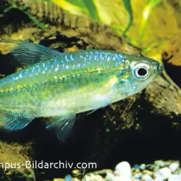 Blue Diamond Characin, photo 2
