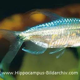 Blue Diamond Characin, photo 3