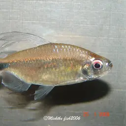 Blue Diamond Characin, photo 4