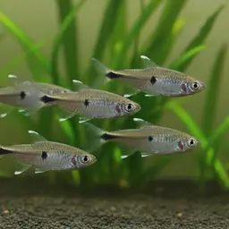 Blue Diamond Characin, photo 5