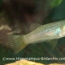 Knife Livebearer, photo 2