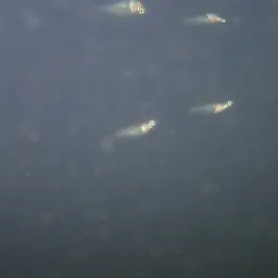Knife Livebearer, photo 4