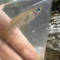 Knife Livebearer, photo 5