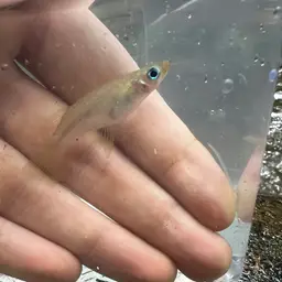 Knife Livebearer, photo 8
