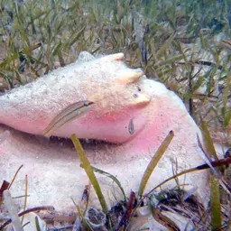 King Conch, photo 9
