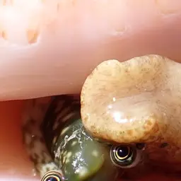 King Conch