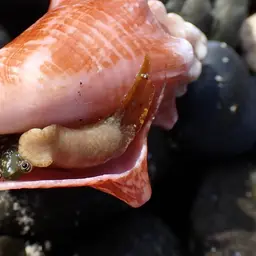 King Conch, photo 2