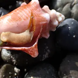 King Conch, photo 3