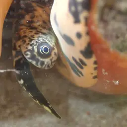 King Conch, photo 5
