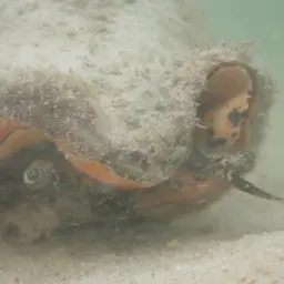 King Conch, photo 7