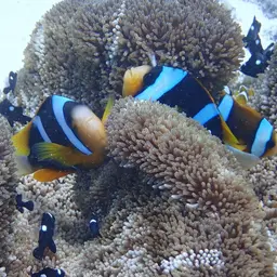 Twobar Anemonefish