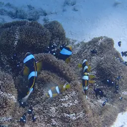 Twobar Anemonefish, photo 2