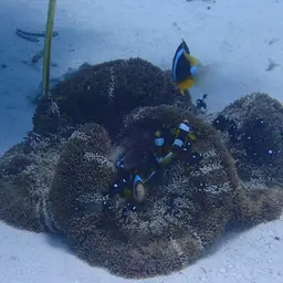 Twobar Anemonefish, photo 3
