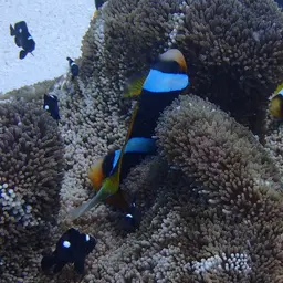 Twobar Anemonefish, photo 4