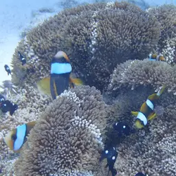 Twobar Anemonefish, photo 5