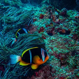 Twobar Anemonefish, photo 6