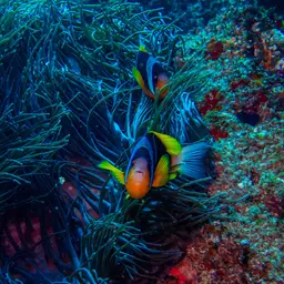 Twobar Anemonefish, photo 7