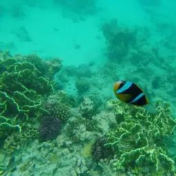 Twobar Anemonefish, photo 8