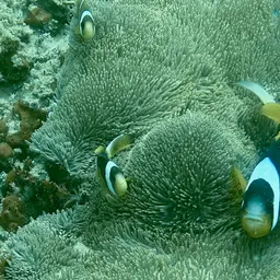 Twobar Anemonefish, photo 9