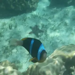 Twobar Anemonefish, photo 10