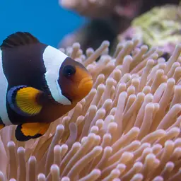 Twobar Anemonefish, photo 11