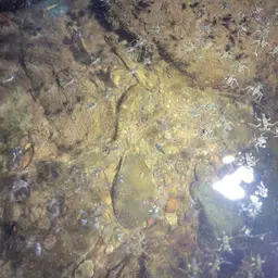 Whitepatch Splitfin, photo 2