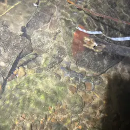 Whitepatch Splitfin, photo 3