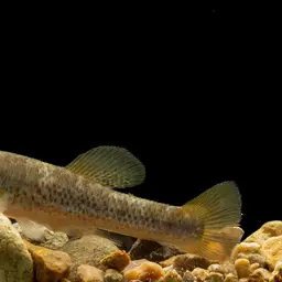 Whitepatch Splitfin, photo 1