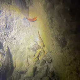 Whitepatch Splitfin, photo 4