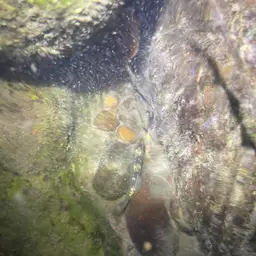 Whitepatch Splitfin, photo 5