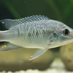 Maclear Cichlid