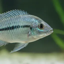 Monkey Bay Cichlid