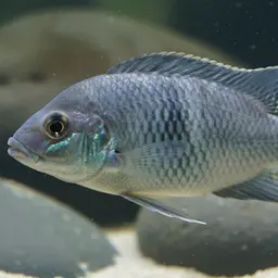 Profundicula Cichlid
