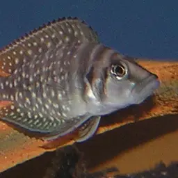 Calvus Cichlid