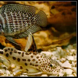 Calvus Cichlid, photo 2