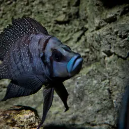 Calvus Cichlid, photo 3