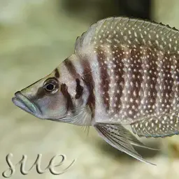 Calvus Cichlid, photo 4