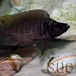 Calvus Cichlid, photo 5