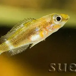 Calvus Cichlid, photo 6