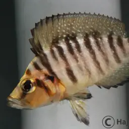 Calvus Cichlid, photo 7