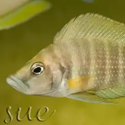 Calvus Cichlid, photo 8