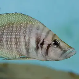 Calvus Cichlid, photo 9