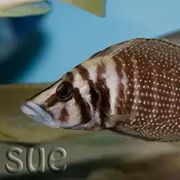 Calvus Cichlid, photo 10