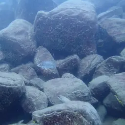 Calvus Cichlid, photo 11