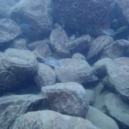 Calvus Cichlid, photo 12