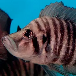 Compressed Cichlid