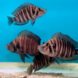 Compressed Cichlid, photo 2
