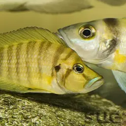 Compressed Cichlid, photo 3