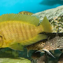 Compressed Cichlid, photo 4